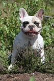 BOULEDOGUE FRANCAIS 019